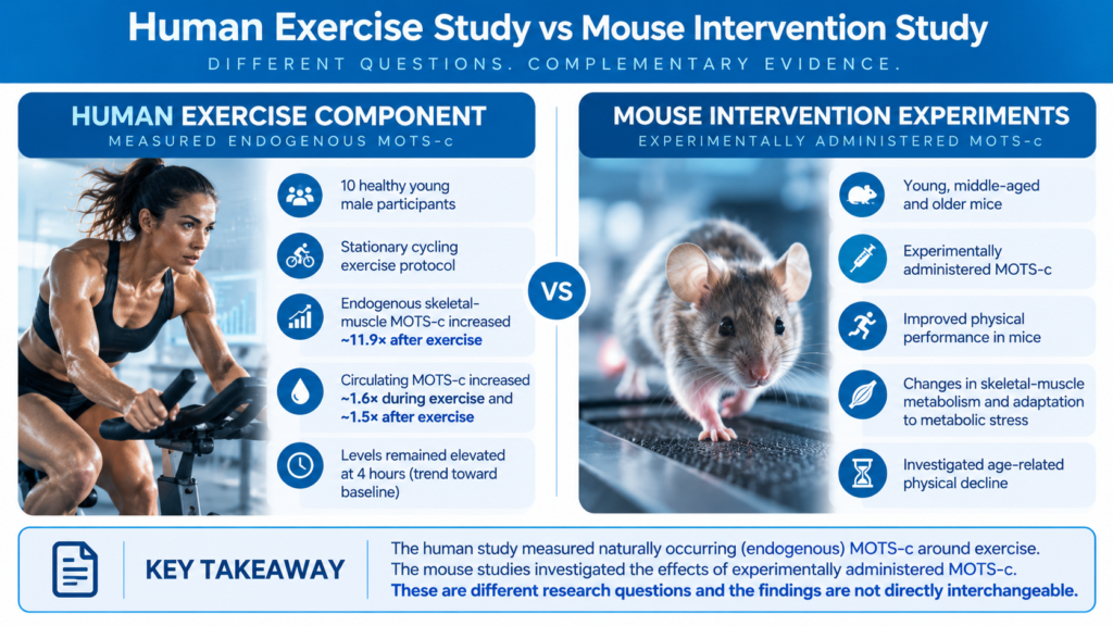 MOTS-c exercise research infographic comparing endogenous MOTS-c responses in a human cycling study with administered MOTS-c findings in mouse experiments.
